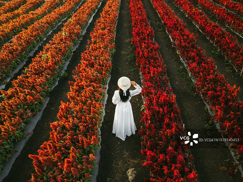 航拍无人机照片。身穿白色连衣裙的女人站在花丛中。泰国达府Baanrai Aoon Rak鲜花果园图片素材