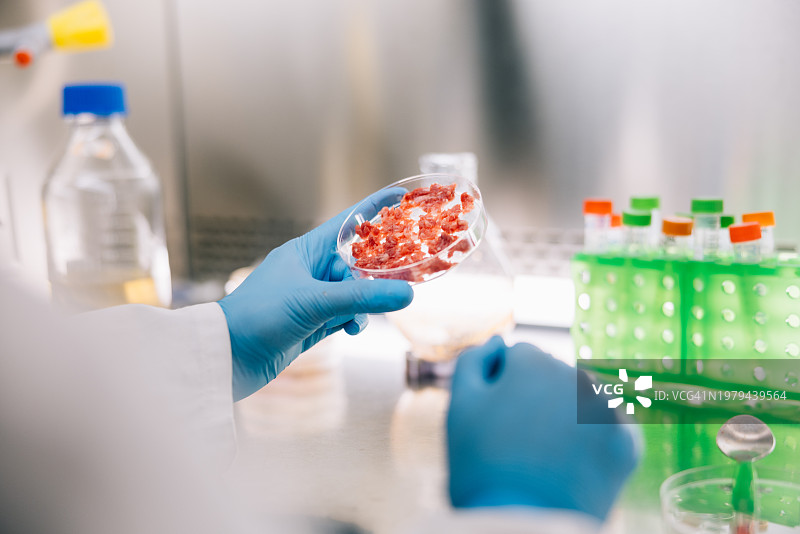 处理培养肉样本的科学家图片素材