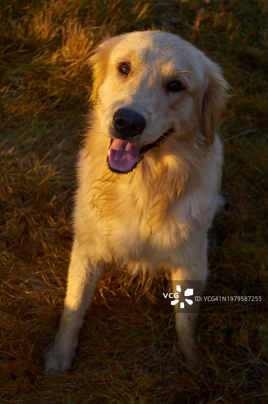 等待主人玩具的金毛犬图片素材