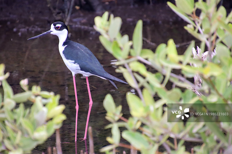 黑颈长脚鹬图片素材