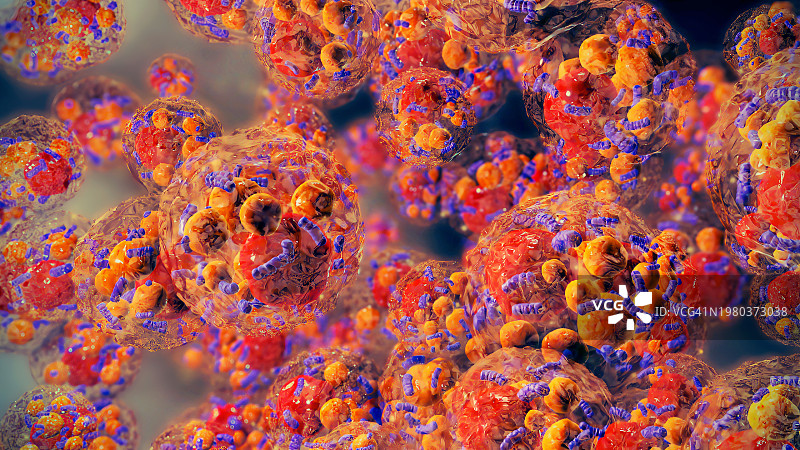 棕色脂肪细胞图片素材