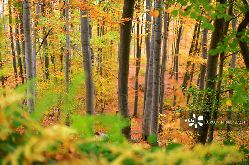 充满活力的秋季山毛榉森林图片素材