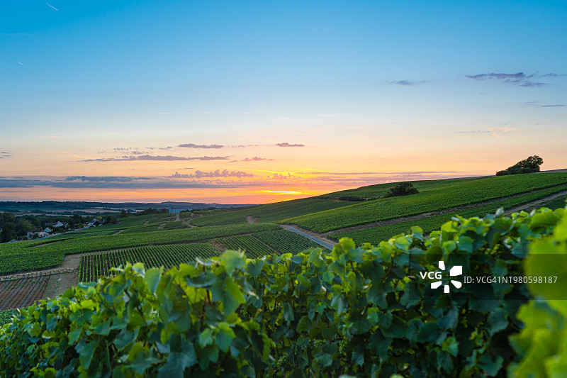 法国山地农场的葡萄园和葡萄图片素材