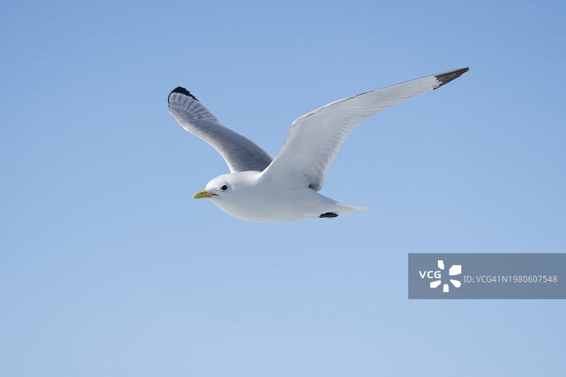飞行中的黑腿三趾鸥图片素材