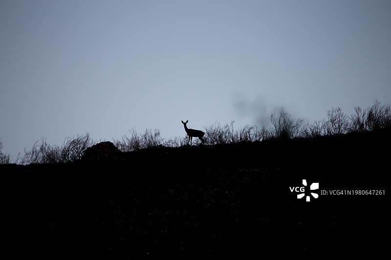 狍子发情期剪影图片素材