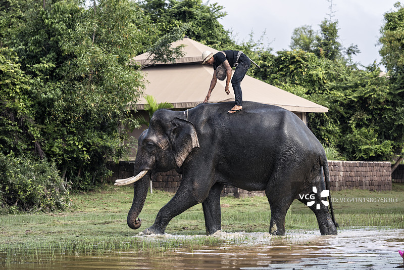 骑着大象的驯象师穿行于豪华生态友好型野营度假村图片素材