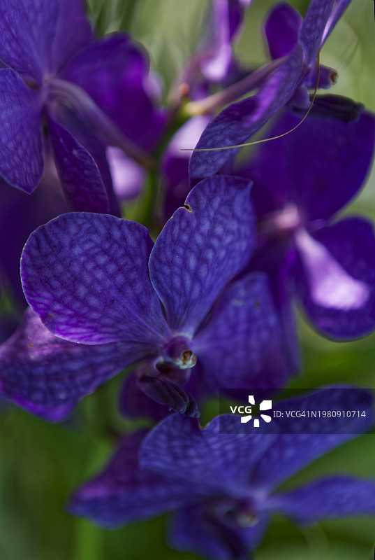 万带兰图片素材