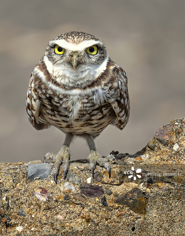 野生穴鸮肖像图片素材