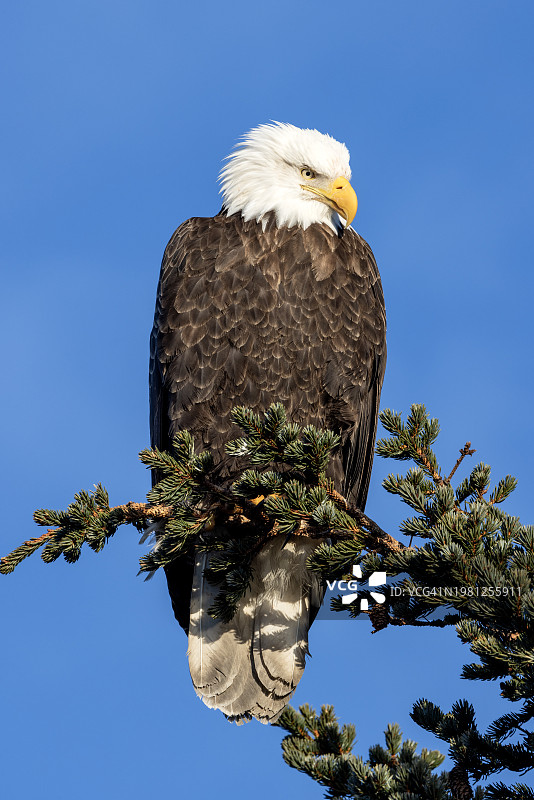 树枝上的白头海雕图片素材