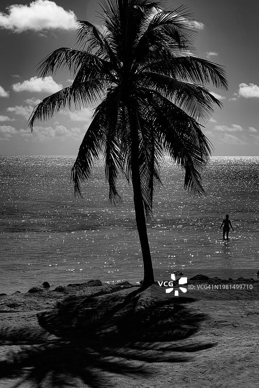 带有沐浴者的棕榈树阴影图片素材