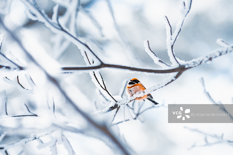 冬季黄山（安徽省）：红腹灰雀栖息在雪中的树枝上图片素材