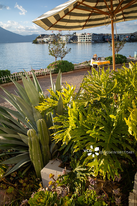 双廊古镇湖畔的植物装饰图片素材