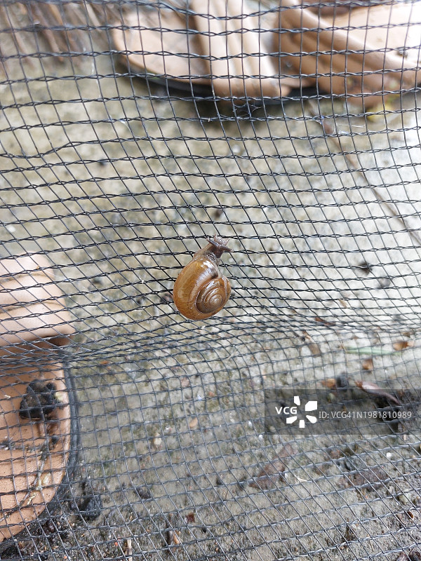 雨季里爬网的黄色蜗牛图片素材