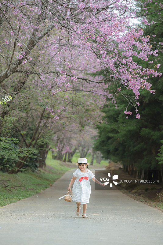 在泰国清迈寒冷的冬季，穿着白色连衣裙，在樱花树下开怀大笑的可爱女宝宝图片素材