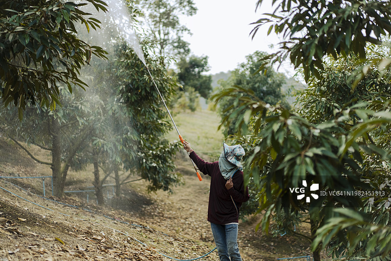 农民在榴莲果园里穿着防护服喷洒农药图片素材