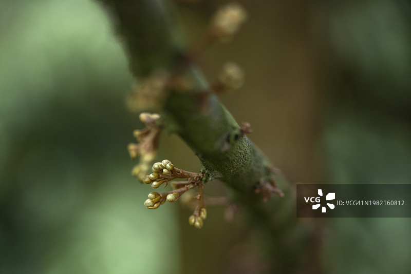 榴莲树枝上悬挂的榴莲花朵特写图片素材