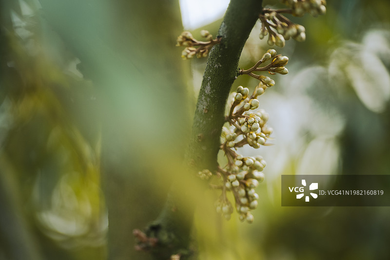 榴莲树枝上悬挂的榴莲花朵特写图片素材