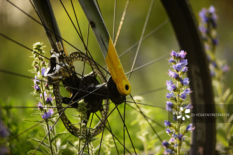 鲜花丛中的砾石自行车图片素材