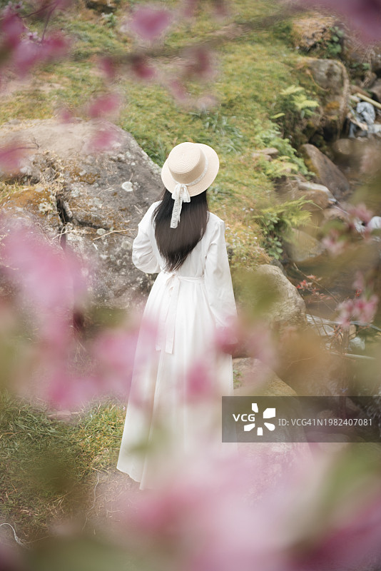 穿着白色连衣裙，在泰国清迈寒冷的冬季赏樱花的美丽女人图片素材