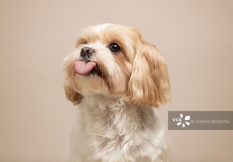 可爱的小狗吐着舌头的工作室肖像：西施犬和马尔济斯犬的混血图片素材