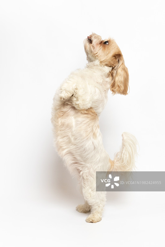 可爱的小型混种犬白色背景影棚照：西施犬和马尔济斯犬图片素材