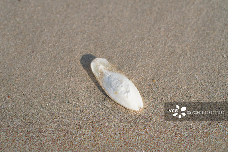 沙滩上的乌贼骨图片素材