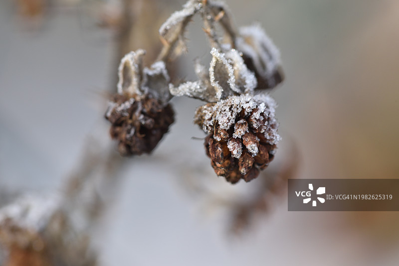 覆盖着白霜的黑莓图片素材