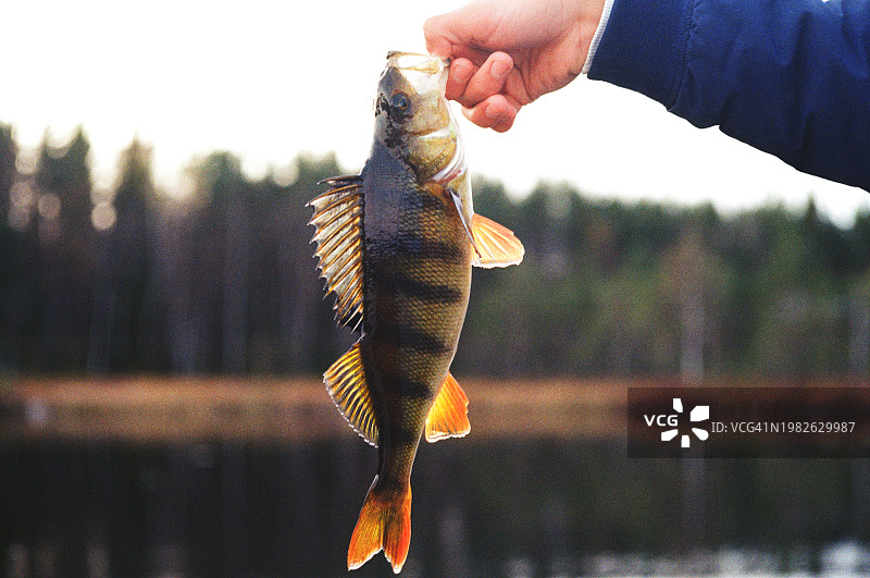刚捕获的鲈鱼图片素材