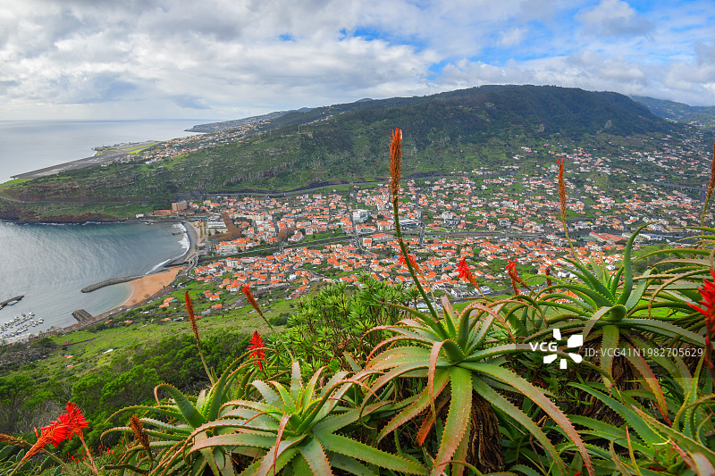 马希科镇上方的芦荟植物，马德拉岛图片素材