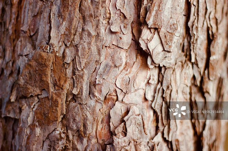 松树皮特写图片素材