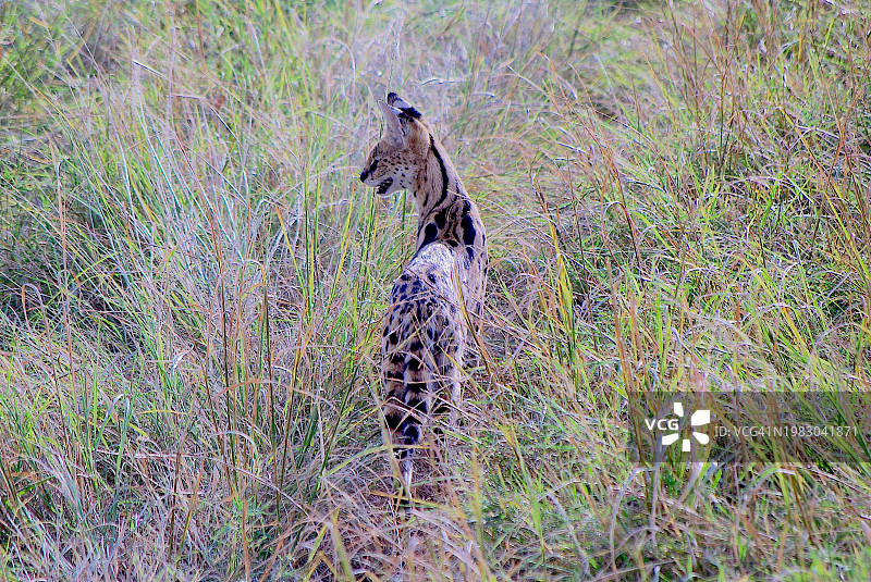 薮猫站在长长的草丛中图片素材