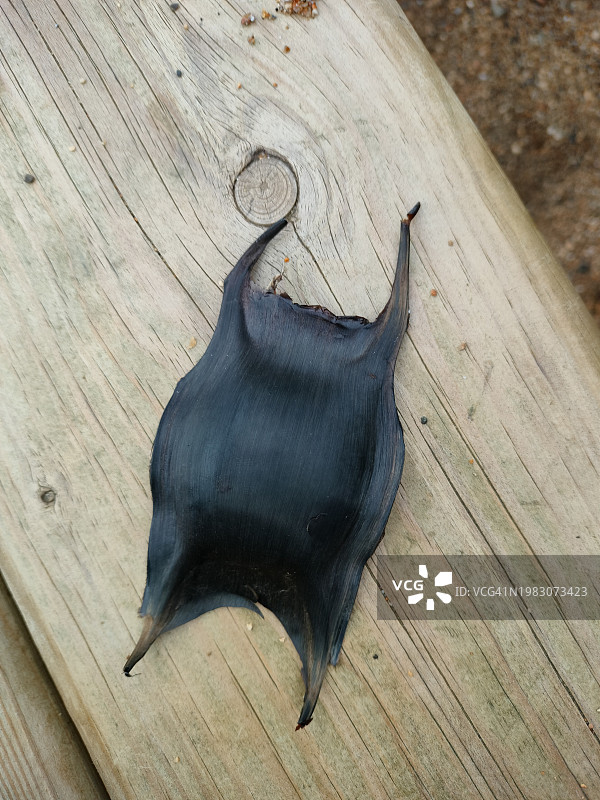 桌子上的鳐鱼卵图片素材