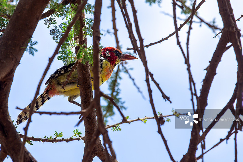 安博塞利国家公园的红黄色非洲拟啄木鸟图片素材
