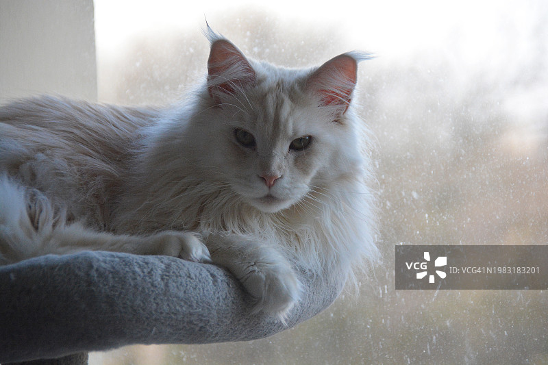 法国缅因猫肖像图片素材