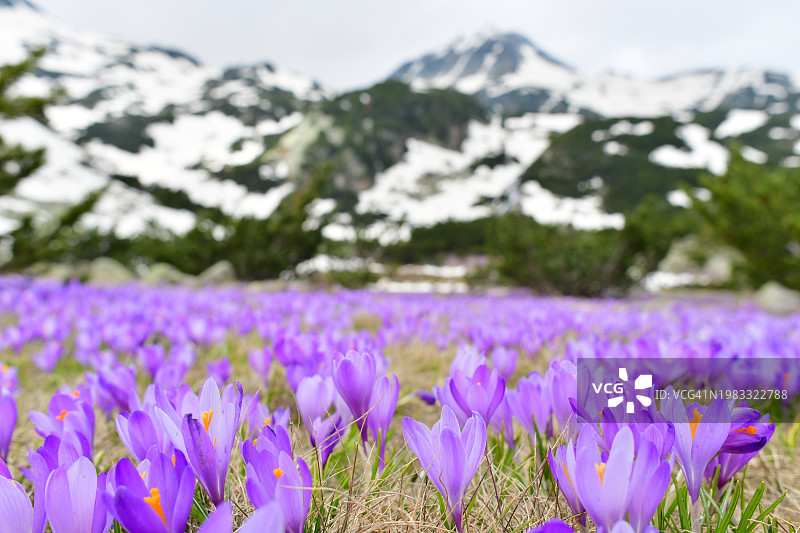 雪山下的紫色番红花山谷图片素材