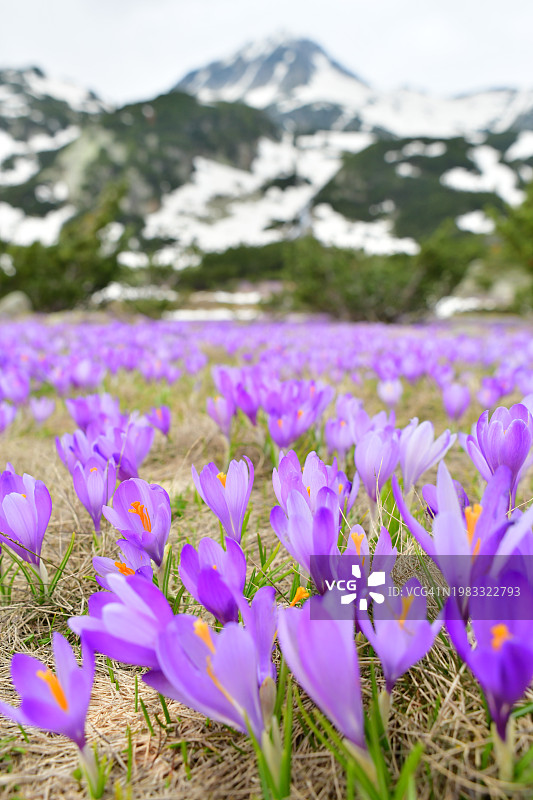 雪山下的紫色番红花山谷图片素材