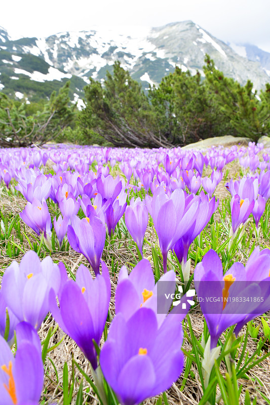 雪山下的紫色番红花山谷图片素材