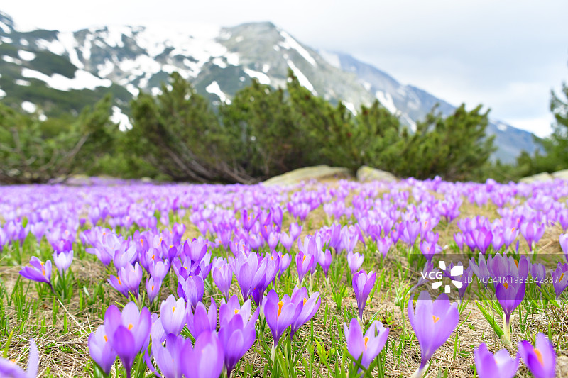 雪山下的紫色番红花山谷图片素材