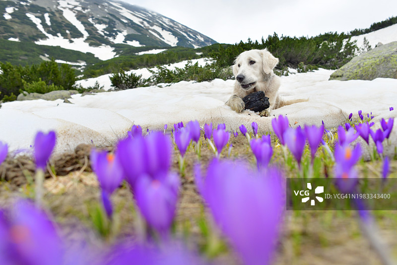 金毛犬在紫色番红花草甸中休息图片素材