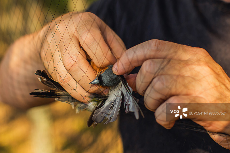 鸟类环志：鸟类学自然研究科学家图片素材
