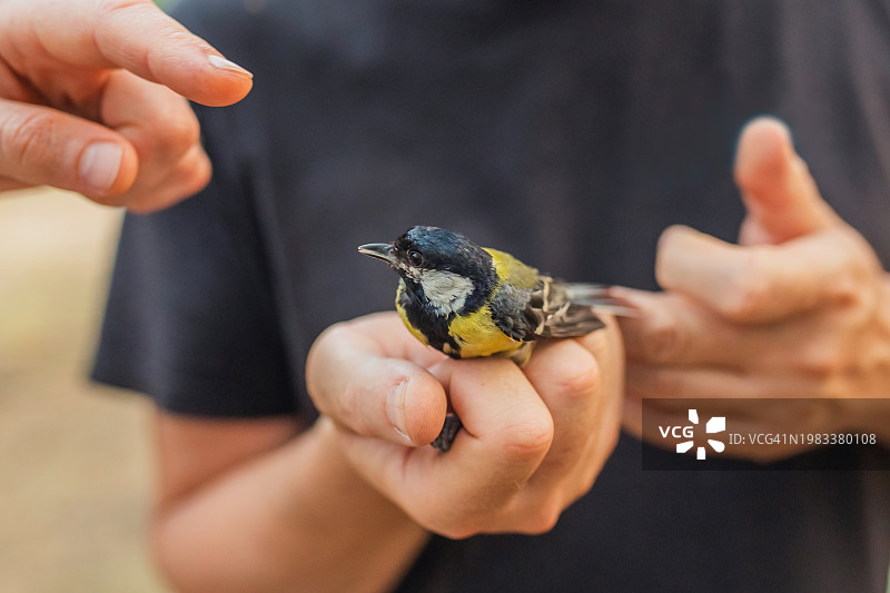 鸟类环志：鸟类学自然研究科学家图片素材