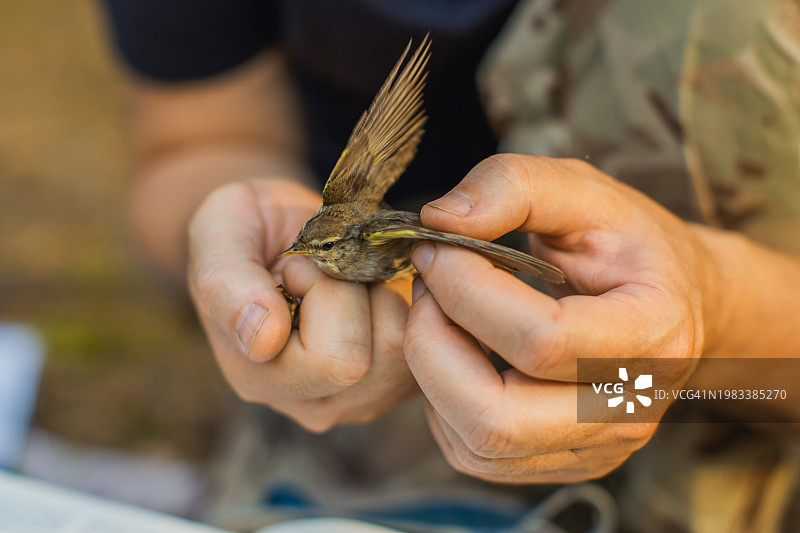 鸟类环志：鸟类学自然研究科学家图片素材