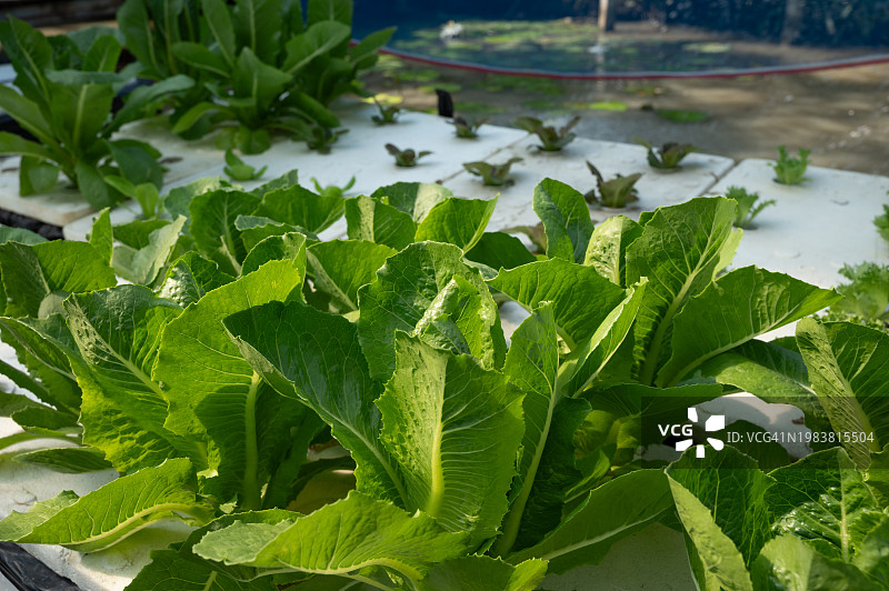 菜园中带有蔬菜农场背景的绿色沙拉叶图片素材