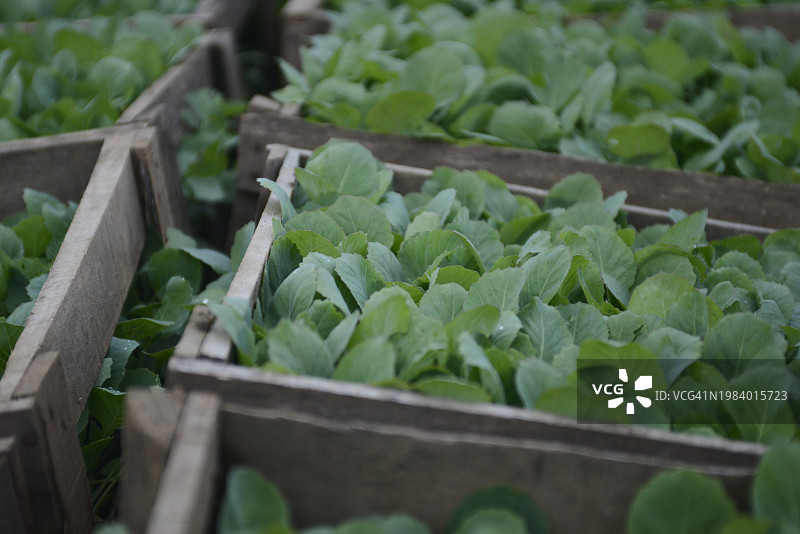 芥末籽图片素材