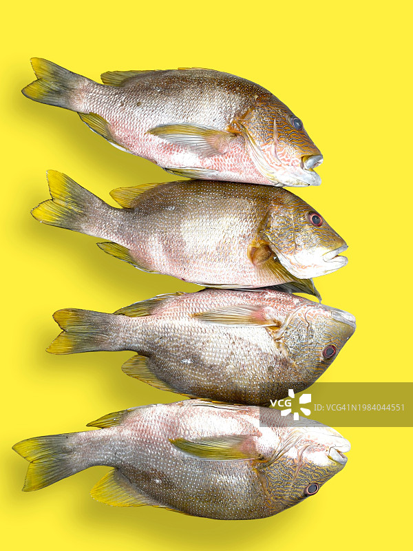 新鲜的鱼图片素材