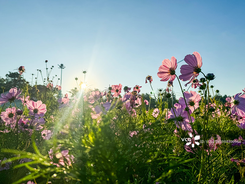 波斯菊花田的日出图片素材