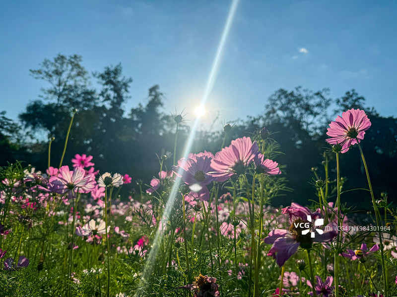 波斯菊花田的日出图片素材