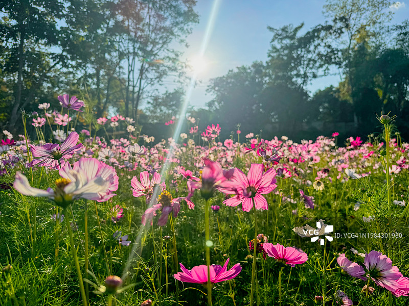 波斯菊花田的日出图片素材