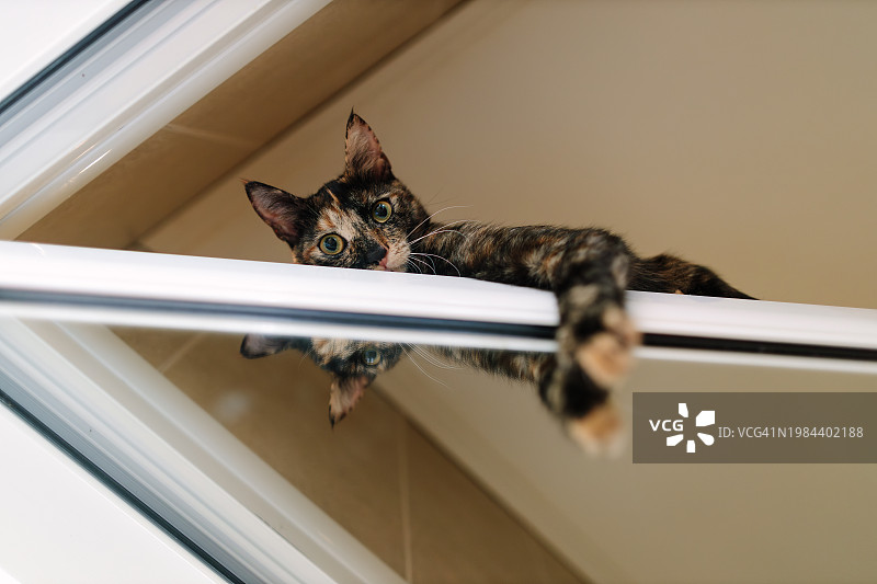 流浪小猫变家猫，栖息在带镜子的门上图片素材