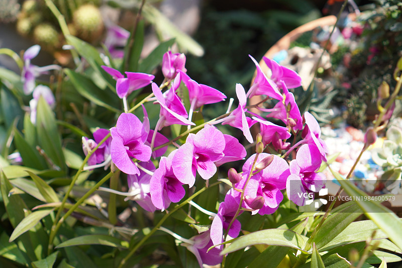 粉色、紫色石斛兰，兰科，蝴蝶石斛美丽的自然模糊背景花束图片素材